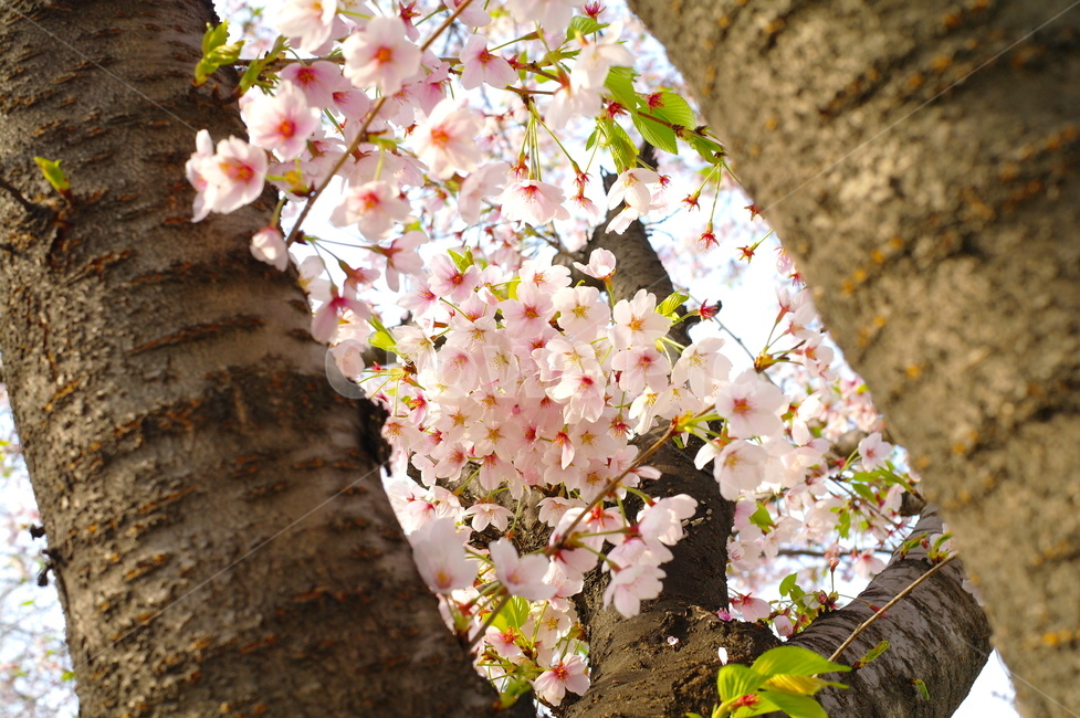 꽃,벚꽃,벚꽃축제,나무,flower,cherryblossom