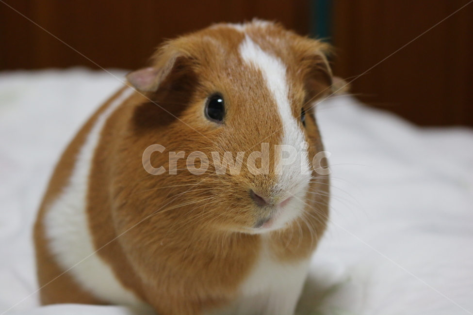 기니피그,설치류,귀여운동물,동물,애완동물,반려동물,동물,animal,포유류,mammal