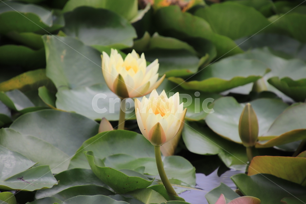 꽃,식물,연꽃,수련,여름,식물,자연,plants,nature,꽃,flower