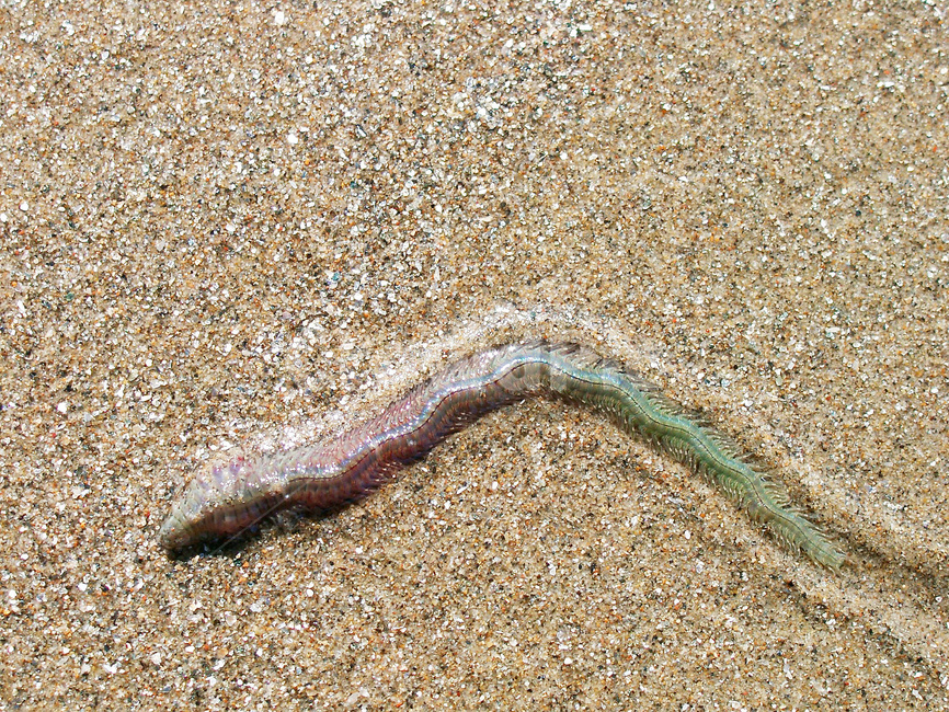 갯지렁이,모래해변,지렁이,바다지렁이,배다생물,동물,animal