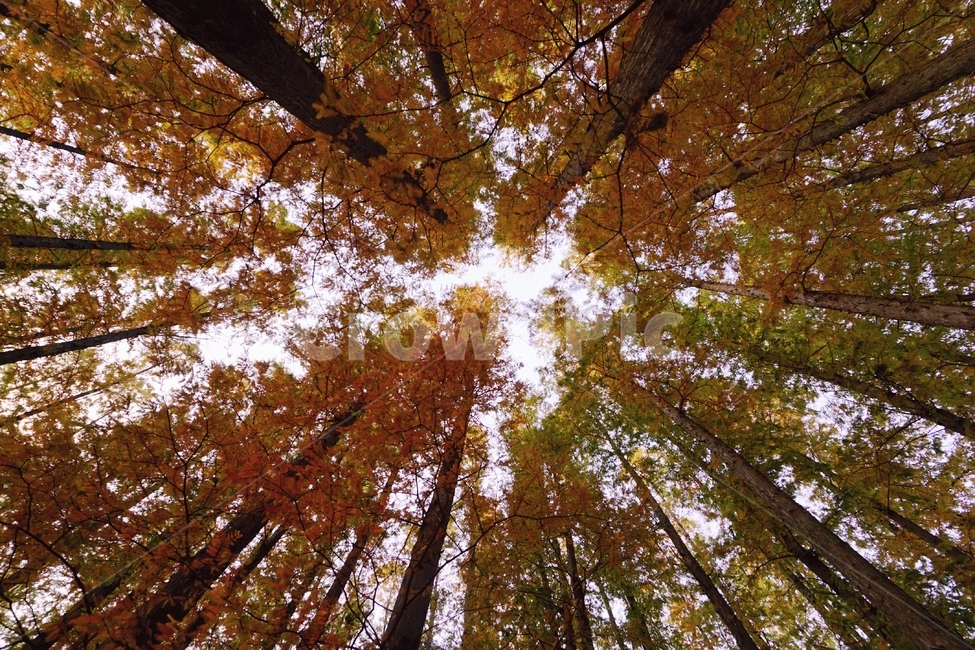 가을,단풍,나무,풍경,자연,가을,계절,fall,autumn,season,나무,trees,wood,flare,플레어,light,빛,tree,plant,식물