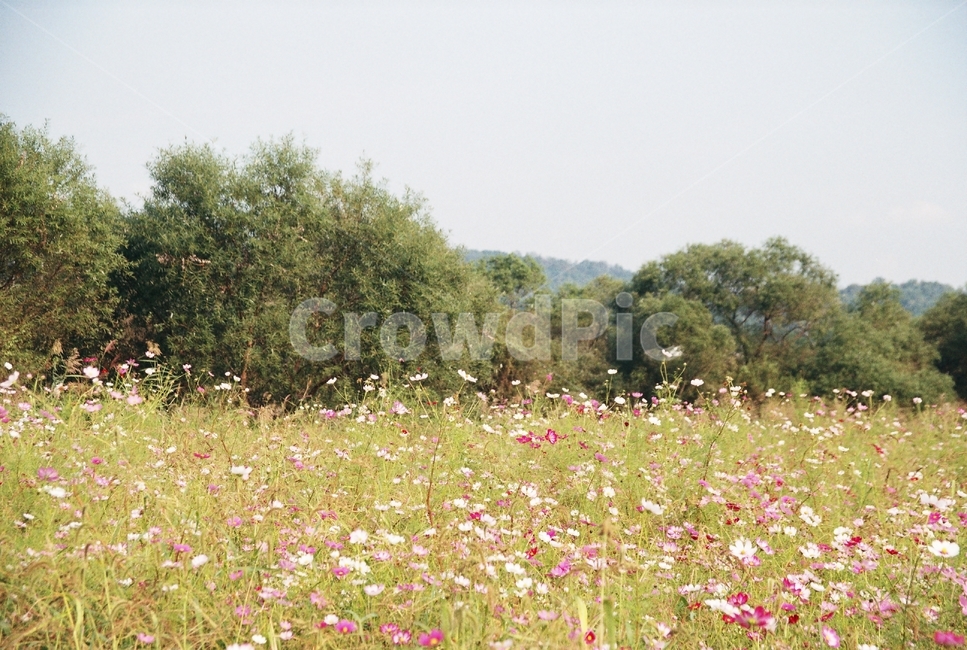 들,코스모스,가을,꽃밭,자연,들판,가을,계절,fall,autumn,season,식물,자연,plants,nature,꽃,flower,outdoors,옥외,grassland,목초지,field,farm,농장,rural,농촌,meadow