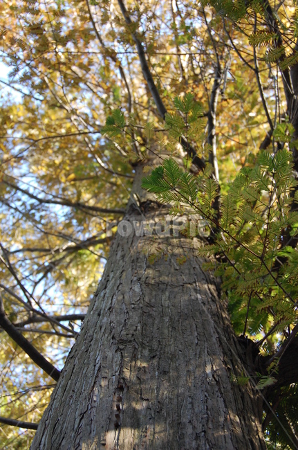 휴양림,피톤치드,나무,숲,자연,식물,자연,plants,nature,나무,trees,wood