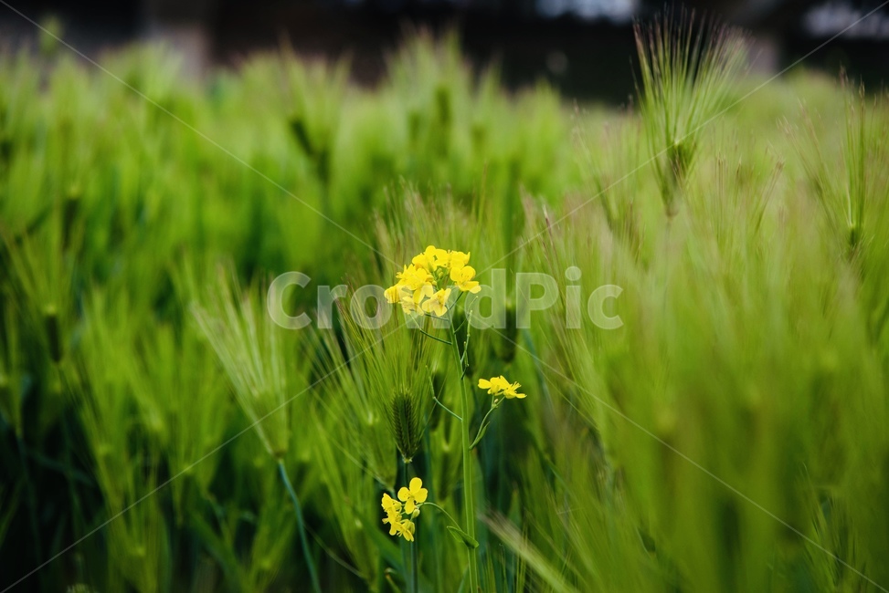 청보리,유채꽃,자연,온천천,화단,식물,자연,plants,nature,꽃,flower