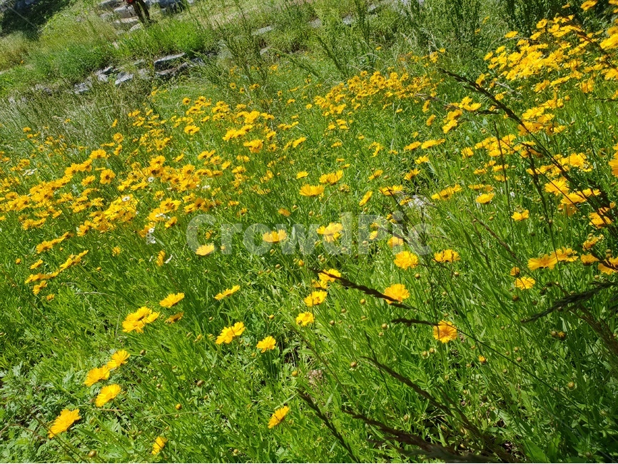 금계국,꽃,노랑,봄,맑음,자연,풍경,5월,봄,계절,spring,season,식물,자연,plants,nature,꽃,flower,plant,outdoors,옥외,grassland,목초지,field,들,farm,농장,rural,농촌,meadow