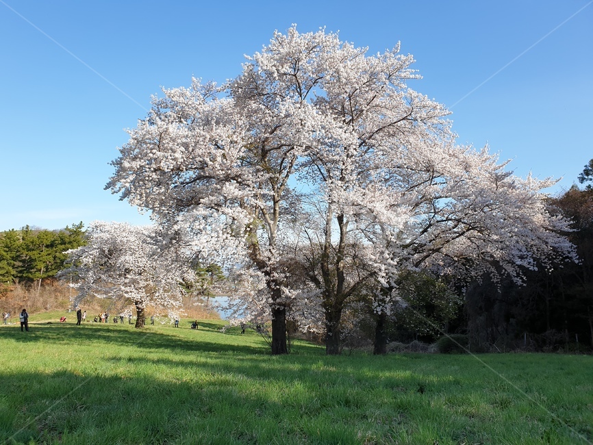 벚꽃,초원,봄,초록,풍경,용비지,봄,계절,spring,season,자연,풍경,nature,landscape,plant,식물,grass,잔디