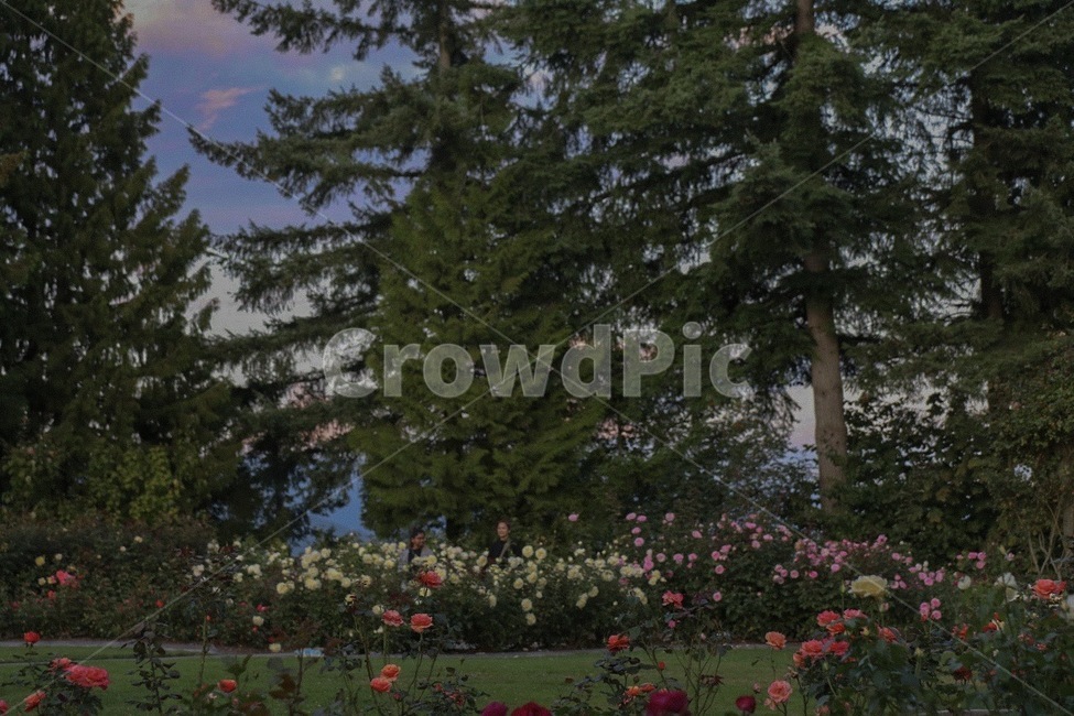 캐나다,canada,감성,자연,park,plant,tree,flower,꽃,공원,캐나다자연,캐나다공원,식물,나무,식물,자연,plants,nature,나무,trees,wood