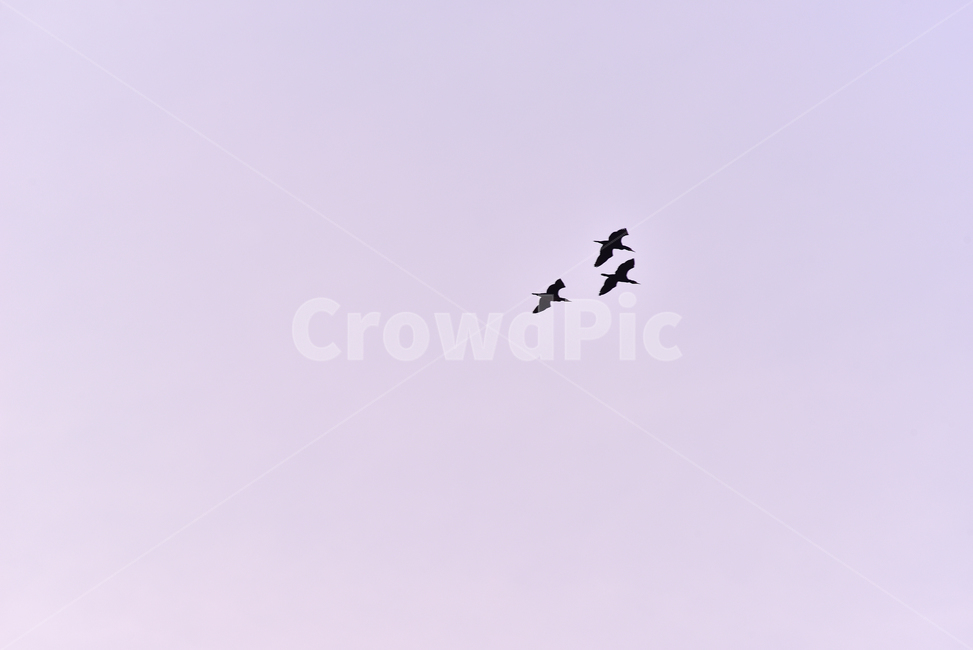 새,bird,나는,flying,동물,animal,해질녘,하늘,야외,공중,옥외,outdoor,색감,색상,철새,기러기,무리,대열,background,배경,바탕,백그라운드