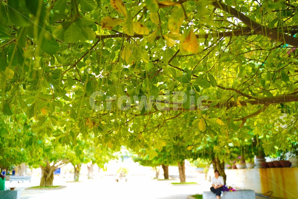 tree,나무,plant,식물,leaf,잎