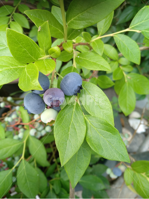 블루베리,블루베리열매,블루베리농사,블루베리농작물,블루베리즙