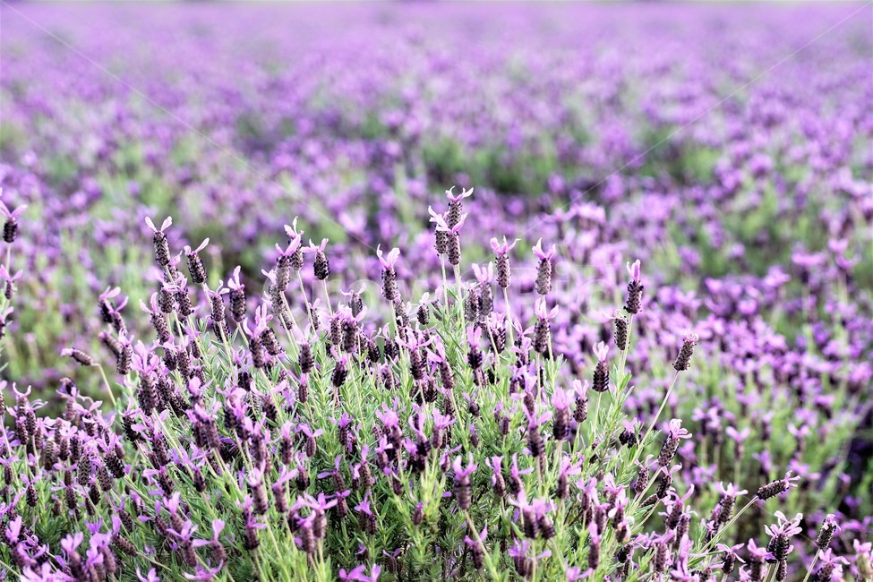 라벤더,꽃,식물,보라색,자연,봄,nature,flower,purple,violet,spring,식물,자연,plants,nature,꽃,flower
