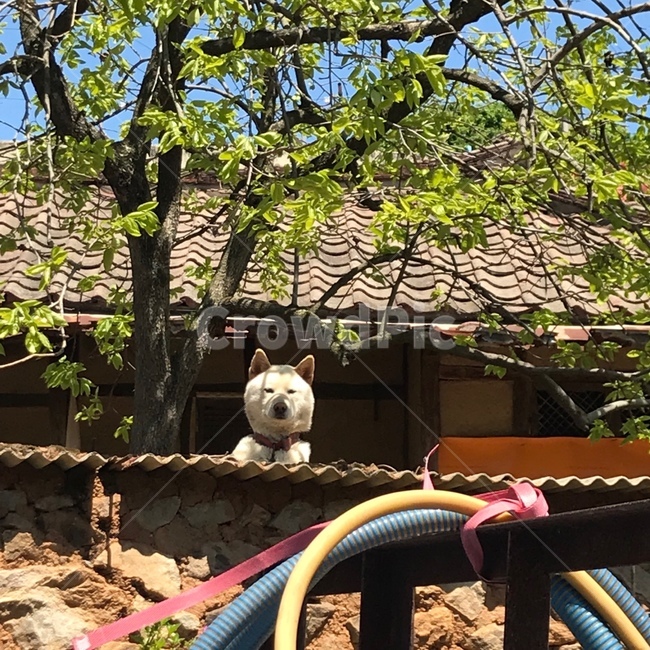 spring,countryside,country dog,clear weather,tree,tiled house,dog,flower