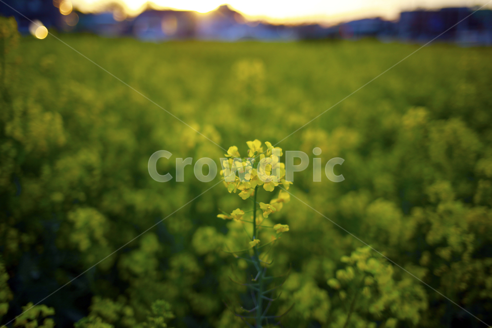 봄,봄날,유채,노랑,spring,식물,봄,계절,spring,season,식물,자연,plants,nature,꽃,flower,plant