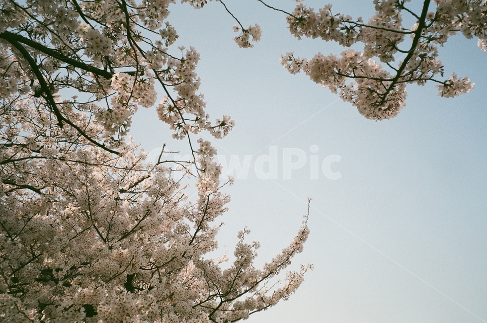 벚꽃,블라썸,blossom,spring,sky,하늘,분홍색,꽃