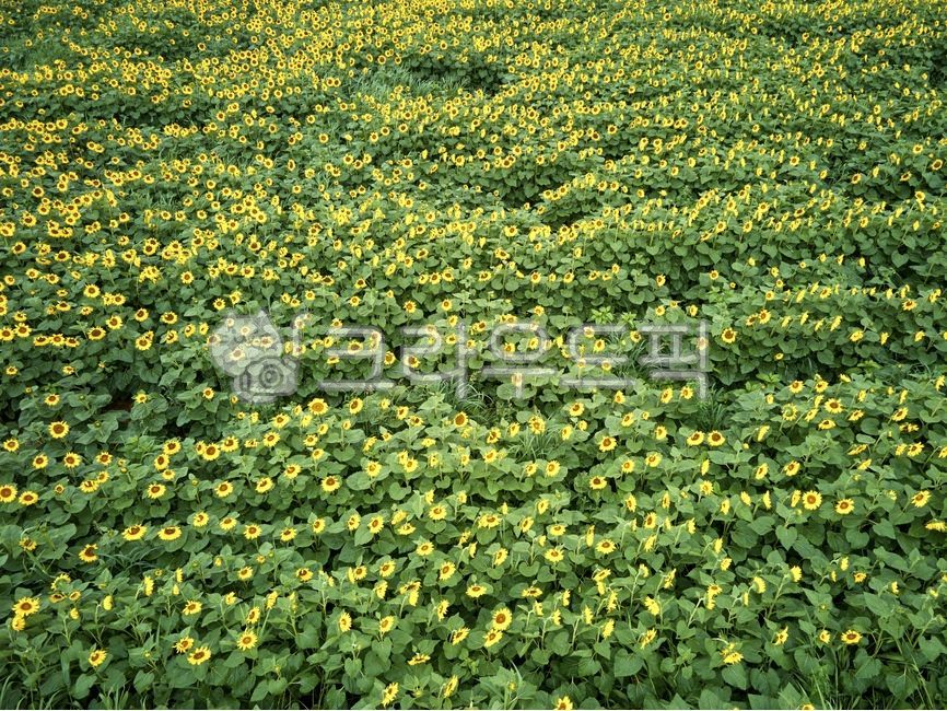 해바라기,여름,꽃밭,해바라기밭,드론촬영,항공촬영,꽃,플라워,식물,노란색,노랑색,풍경,경치,자연,야외,실외,청색,꽃잎,만개,녹색,초록색,그린,잎,이파리,잎사귀,관광지,관광명소,해남해바라기농장,sunflower,summer,flowergarden,sunflowerfield,droneshooting,aerialshooting,flower,plant,yellow,landscape,nature,outdoor,petals,fullbloom,green,leaf,touristattractions,sunflowerfarm,field,들,식물,자연,plants,nature,꽃,flower