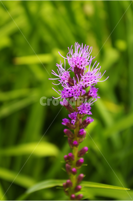 꽃,식물,flower,color,nature,자연,꽃밭,식물,자연,plants,nature,꽃,flower