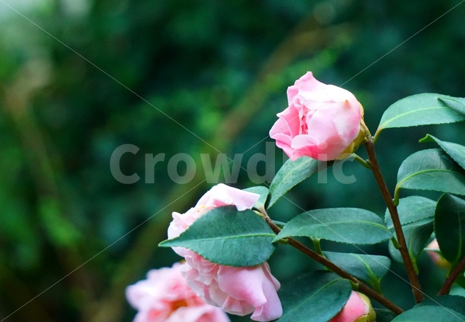 flower,spring,꽃,봄,접사,아웃포커스,아웃포커싱,배경,식물,자연,plants,nature,꽃,flower