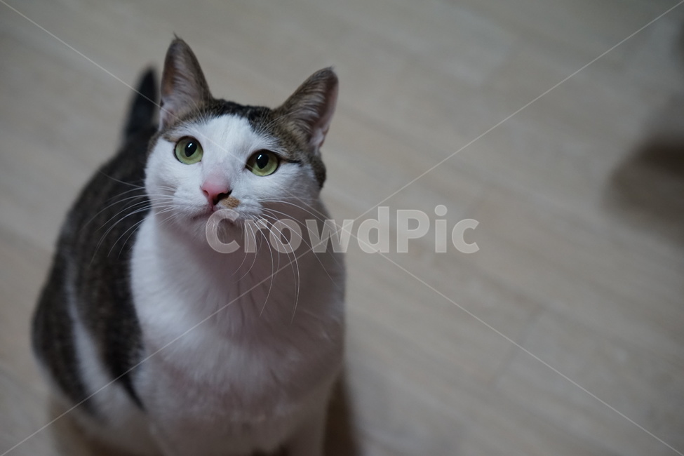 고양이,애완동물,코리안숏헤어,야옹이,동물,포유류,동물,animal,포유류,mammal,고양이,cat,kitten,kitty