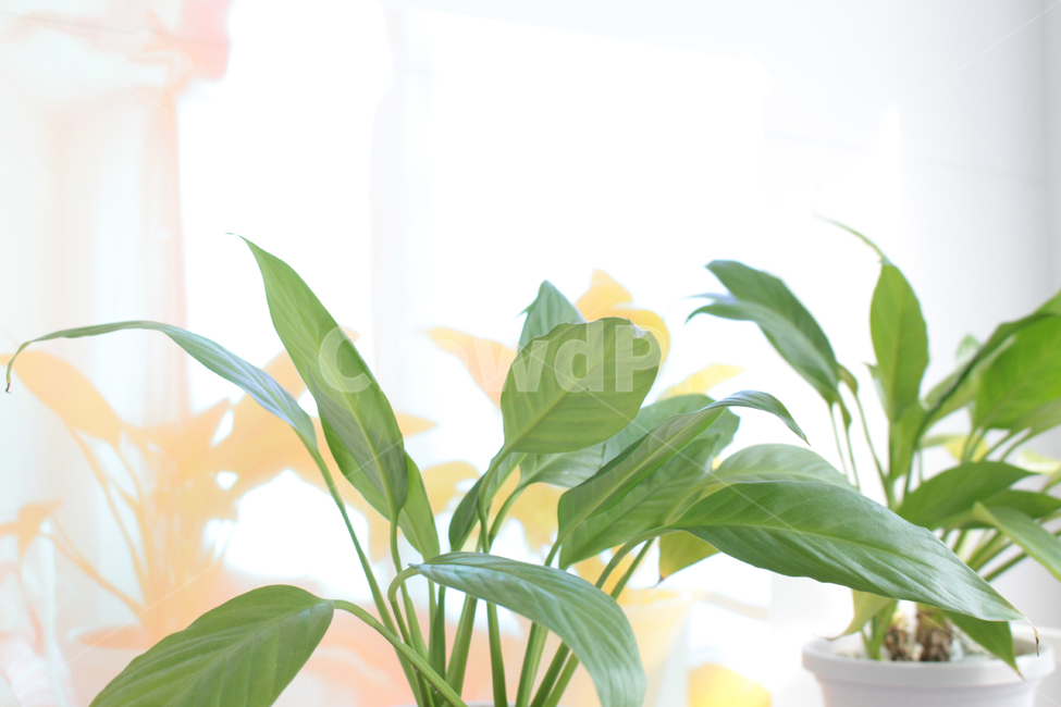 식물,plant,화분,잎,leaf,실내용화초,화분,화초,house plant