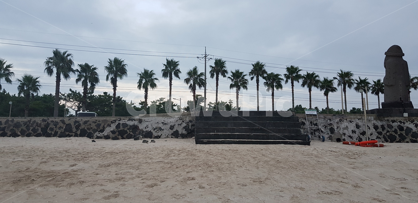 제주도,해변,모래,모래사장,야자수,해변,바다,beach,sea,제주도,jeju,jeju island,palm tree,tree,나무,plant,식물,arecaceae,Arecaceae