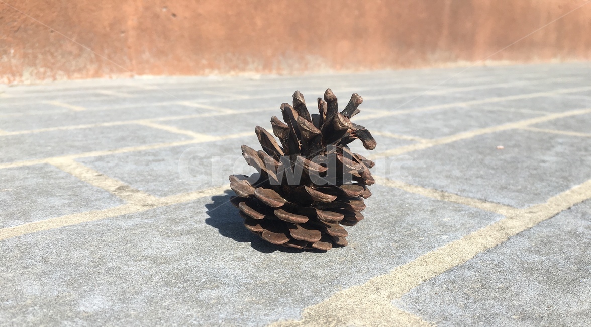 솔방울,소나무,해송,식물,pine,cone