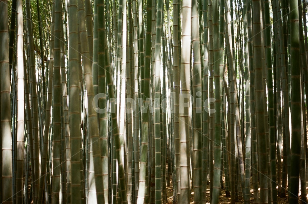 plant,식물,대나무,bamboo,대나무숲,식물,자연,plants,nature,나무,trees,wood