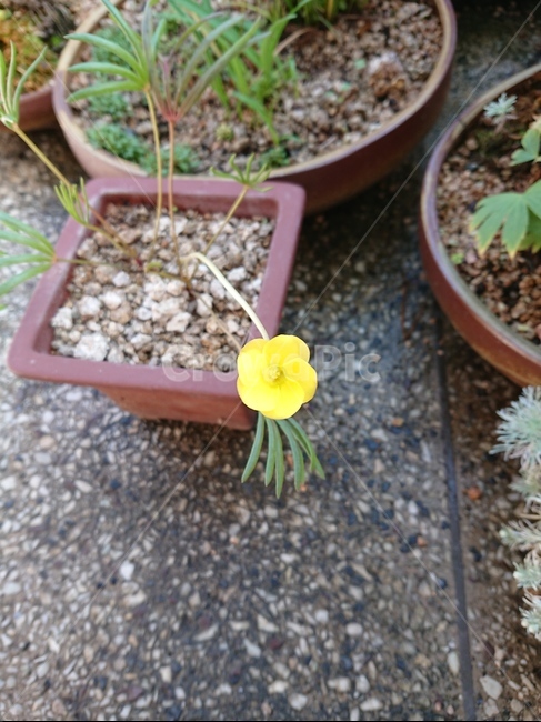 plant,식물,화분,꽃,노랑,실내용화초,화분,화초,house plant