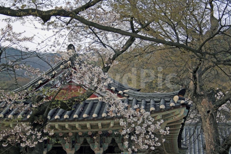 봄,수덕사,벚꽃,soodeoktemple,cherryblossom,spring,자연,풍경,nature,landscape,봄,계절,spring,season,한국전통,한국문화,korean traditional,korean culture,plant,식물,flower,꽃,blossom,cherry blossom