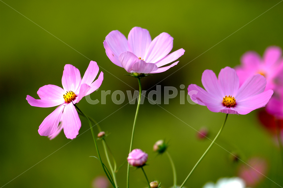 flower,꽃,plant,식물,분홍,코스모스,식물,자연,plants,nature,꽃,flower