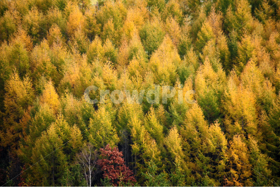 일본,홋카이도,비에이,가을,나무,노랑,가을,계절,fall,autumn,season,자연,풍경,nature,landscape,식물,plants,나무,trees,wood,tree,plant,conifer,구과 식물,larch,낙엽송