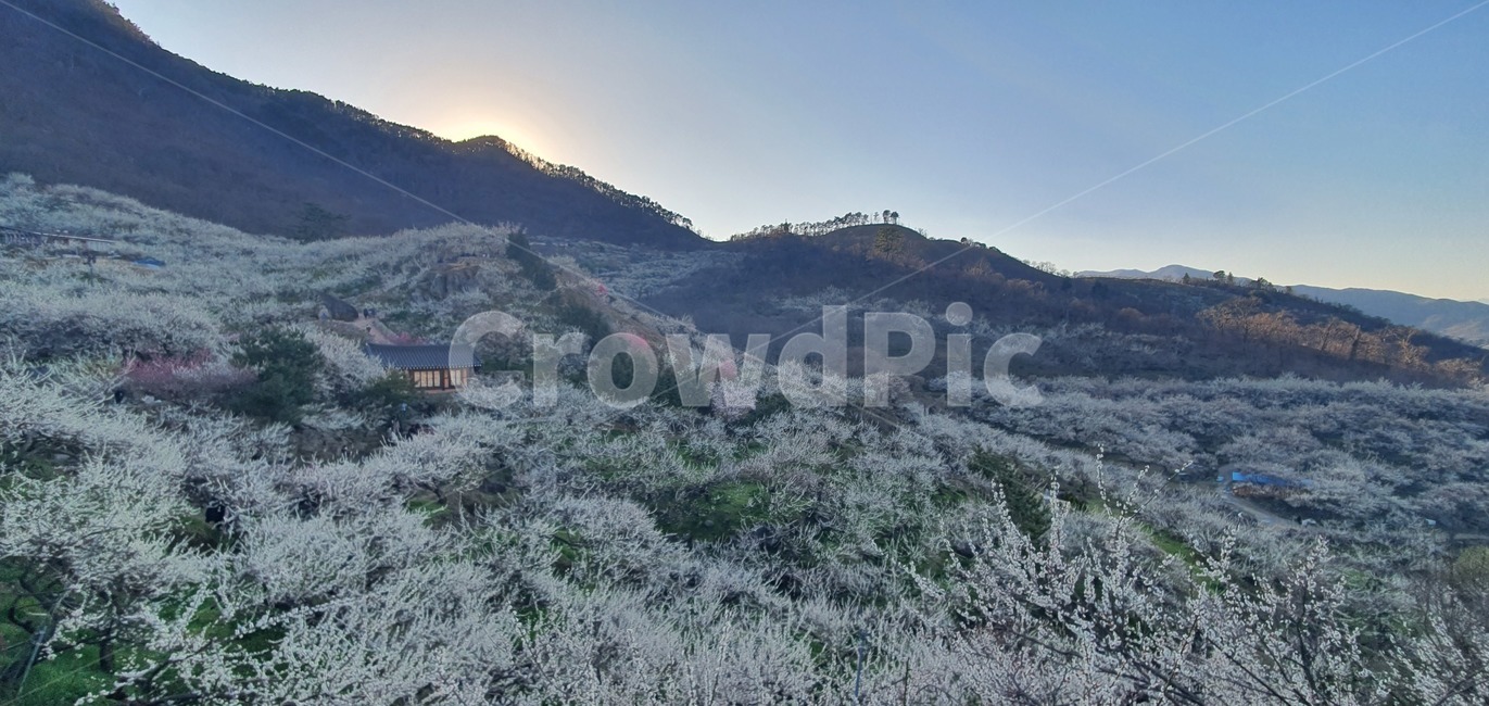 매화,매화꽃,매화마을,마을,꽃마을,꽃,풍경,전경,봄,하얀꽃,시골,nature,자연,scenery