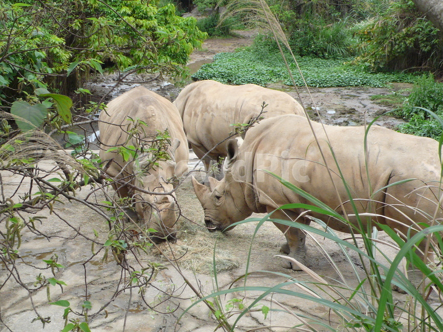 코뿔소,동물원,흙,자연,zoo,rhinoceros