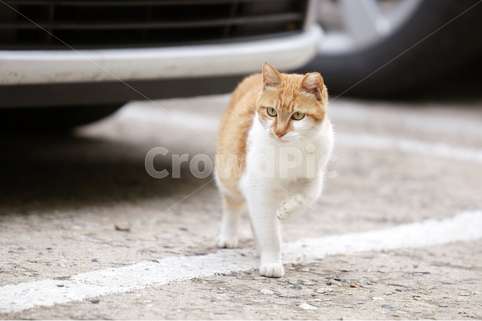 고양이,길고양이,노란색,용맹,동물,도로,cat,주차장,동물,animal,포유류,mammal,고양이,cat,kitten,kitty