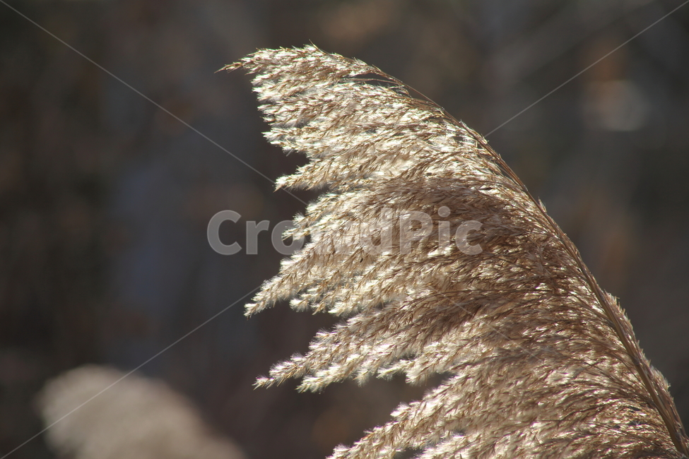 식물,풀,잡초,갈대,commonreed,겨울갈대,가을,계절,fall,autumn,season,식물,자연,plants,nature,grass,잔디,plant,lawn