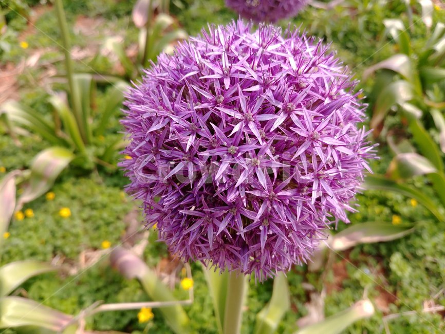 알리움,아름답다,꽃,flower,식물,식물,자연,plants,nature,꽃,flower