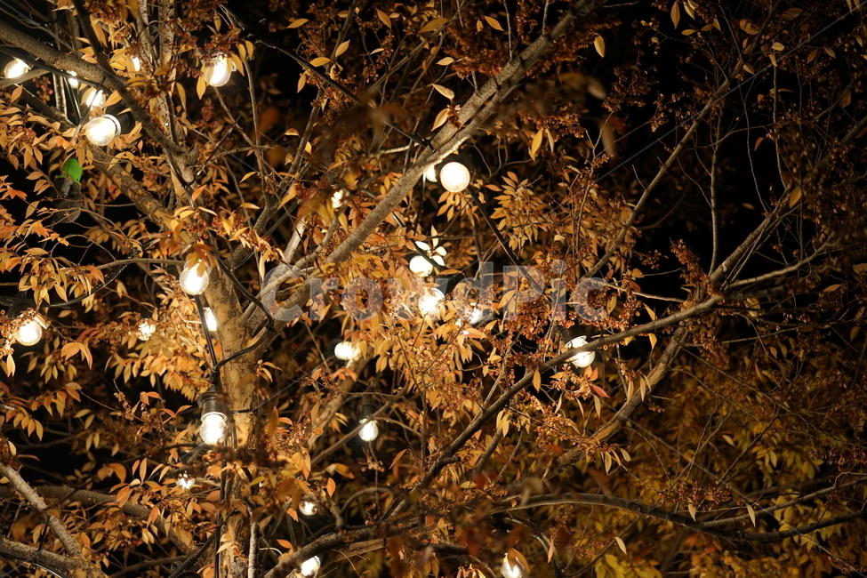 lighting,조명,트리,tree,크리스마스,가을,계절,fall,autumn,season