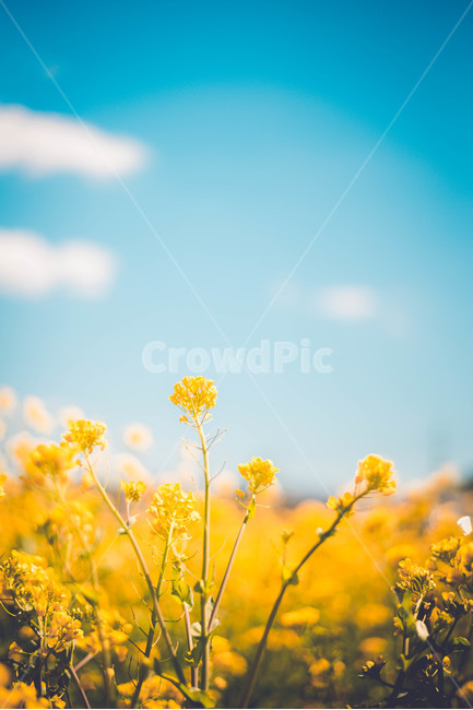 유채,유채꽃,꽃,식물,파란하늘,봄,계절,spring,season,식물,자연,plants,nature,꽃,flower,감성,sensible,feeling,색깔,색상,색채,색감,color sense,color sensitivity,feeling of color,field,들,grassland,목초지,outdoors,옥외