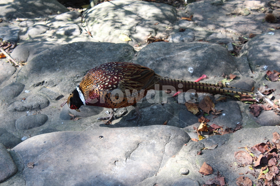 peacock,zoo,peahen,공작,animal,동물,bird,새,동물원,꿩,pheasant,조류,동물,animal,조류,새,birds