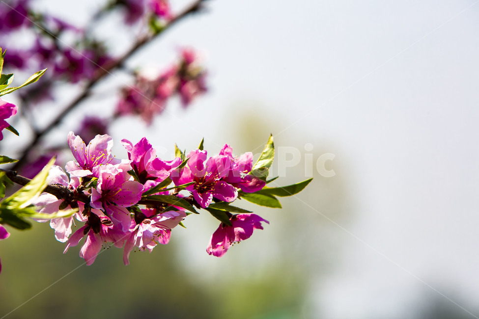 식물,꽃,flower,봄,감성,plant