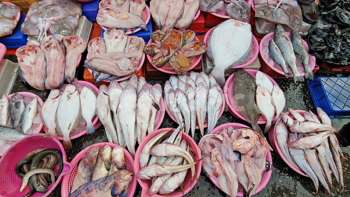 수산물,음식,푸드,해물,해산물,바다생물,다양한,좌판,노점,피쉬,fish,신선한,fresh,배경,바탕,백그라운드,어시장,수산시장,한국적,우리것,우럭,도미,어종,가자미,아구,아귀,물메기,먹물,광어,갑오징어,바다장어,꼼장어,오징어,가오리,간재미,animal,동물,생선,생선가게,수산물,해산물,fishery products,seafood