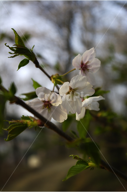 벚꽃나무,벚꽃,벚나무,식물,flower,꽃,하얀꽃,봄,계절,spring,season,식물,자연,plants,nature,꽃,flower,plant,blossom,geranium,제라늄