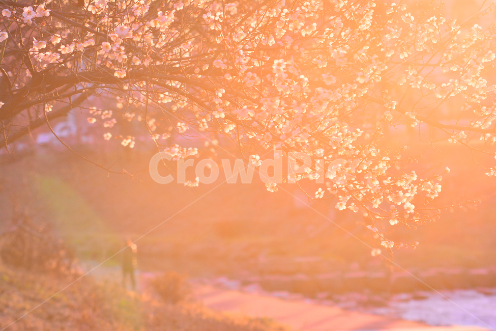 봄꽃,감성사진,살구꽃,시즌,계절,꽃,감성풍경,사람,플라워,flare,flowers,season,배경,바탕,백그라운드,분위기,느낌,필링,feeling,sensible,emotional,색감,야외,옥외,아웃도어,plant,식물,빛,봄,계절,spring,season,식물,자연,plants,nature,꽃,flower