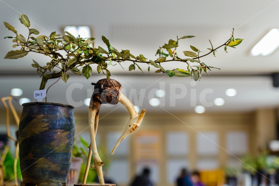 감성,꽃,춘란,솔방울공예,정물,식물,자연,plants,nature,예술,art,인테리어,실내디자인,interior design,사물,물건,오브젝트,thing,object,matter