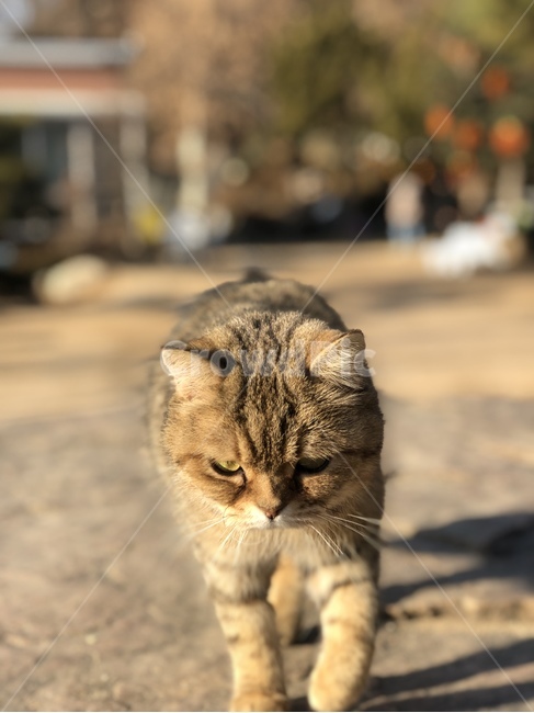 고양이,동물,귀여운,걷는,cat,animal,cute,walking,동물,animal,포유류,mammal,고양이,cat,kitten,kitty