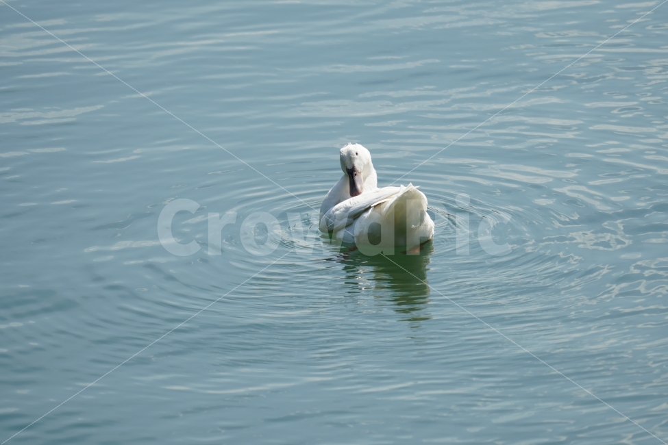 오리,백조,새,조류,동물,호수,강,자연,nature,bird,duck,lake,river,animal,헤엄,수영,swim,swan,감성,감성사진,스냅,스냅사진,snap,snapshot,풍경,landscape,고니,한국자연,korea,물결,석촌호수,서울,seoul,코리아,동물,animal,조류,새,birds