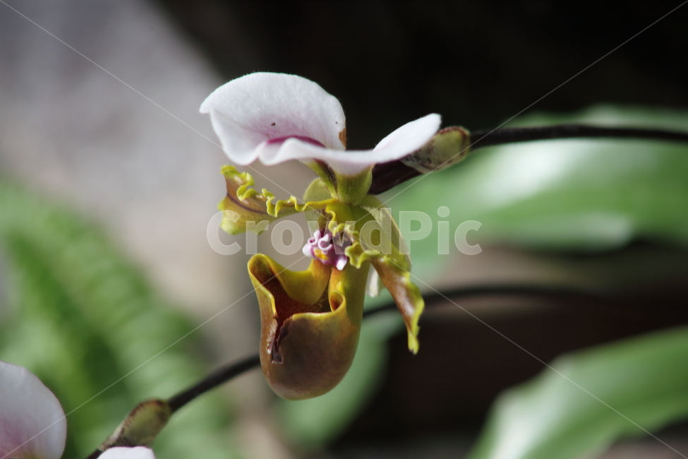 꽃,주머니란,파피오페딜럼,paphiopedilumhybrids,ladysslipper,식물,자연,plants,nature,꽃,flower