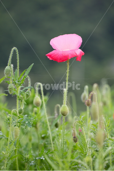 꽃,양귀비,봄,빗방울,붉은꽃,식물,자연,plants,nature,꽃,flower