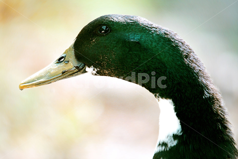 필름,필름사진,필름느낌,필름감성,오리,야생,관찰,집중,응시,구경,새,동물,animal,bird,동물,animal,조류,새,birds
