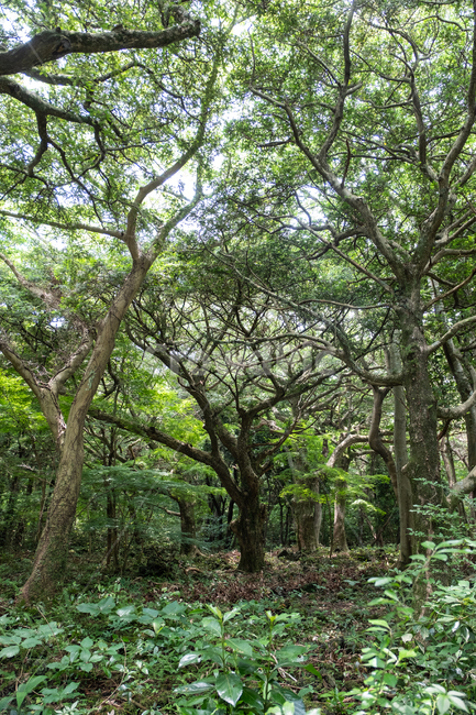 제주,제주도,섬,자연,풍경,경치,아름다운풍경,아름다움,nature,land,outdoor,비자림,숲,tree,나무,plant,식물,삼림,자연,풍경,nature,landscape,식물,plants,나무,trees,wood,tree trunk,나무 줄기