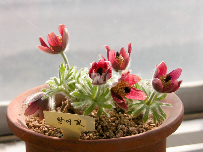 관상,화초,화분,식물원,꽃,식물,자연,plants,nature,꽃,flower